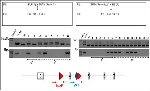 (왼쪽) 1번, 3번, 4번 마우스가 TUT4(puro/+), flp 임이 확인됨. (오른쪽) 2번, 3번,13번, 15번 마우스가 TUT(flox?+) 마우스 임이 확인됨.