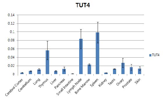 마우스 여러 조직에서 TUT4의 발현양 비교.
