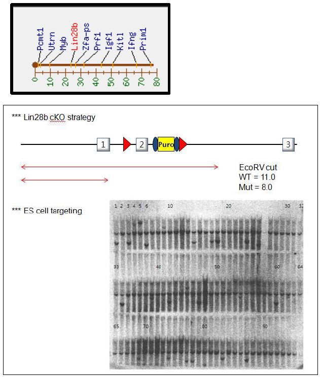 (위) Lin28b 유전자 구조 및 gene targeting strategy. EcoRV restriction cut에의해 wild type은 11.0 kb의 DNA 조각이 detection되는 반면, mutant는 8.0kb의 DNA 조각이 detection됨. (아래) southern blot analysis를 통해 targeted ES cell clone을 확인함.