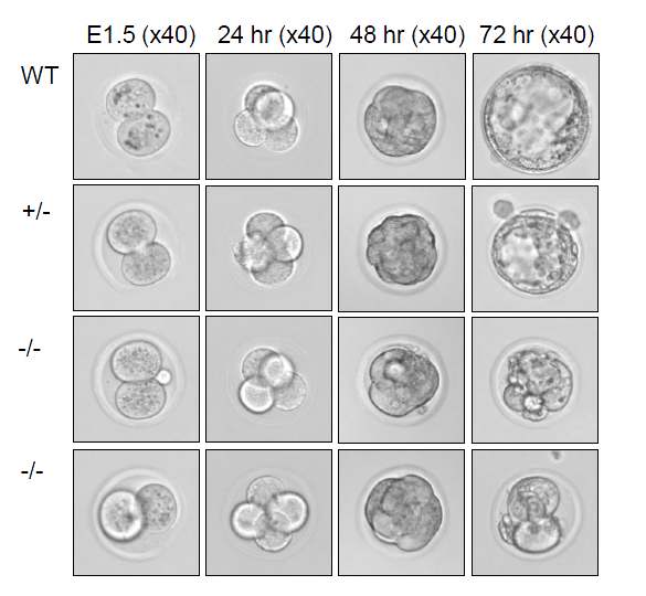 Mcm10-/- embryo outgrowth. E1.5 embryo는 ovary에서 분리하고, 이를 배양액에 담아 키움. wild-type과 heterozygote는 72시간 이후 blastocyst까지 정상적으로 자람.Mcm10-/- embryo는 48 시간 이후 자라지 못하고 죽음.