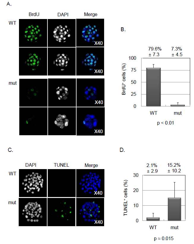 Mcm10-/- embryonic cell은 cell proliferation에 결함이 보임. A+B. E2.5 embryo를 ovary에서 분리한 후, 12시간배양액에서 키운 다음, cell proliferation 을 보기위한 BrdU incroporation 실험을 수행함. wild-type은 약 80%의embryonic cell들이 BrdU-positive 인 반면, Mcm10-/- embryonic cell은 약 7%만이 BrdU-positive 이었음. C+D.Mcm10-/- embryo에서 나타나는 celldeath를 관찰하기 위해 TUNEL assay를수행함. Mcm10-/- embryo에서는 약 15% 의 세포가 TUNEL-positive로 나타남.