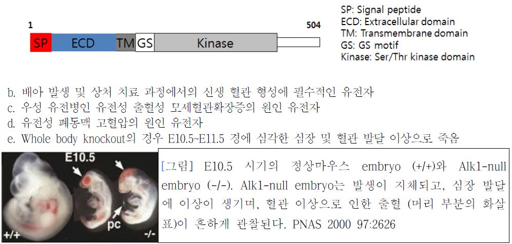 E10.5 시기의 정상마우스 embryo (+/+)와 Alk1-null embryo (-/-). Alk1-null embryo는 발생이 지체되고, 심장 발달 에 이상이 생기며, 혈관 이상으로 인한 출혈 (머리 부분의 화살 표)이 흔하게 관찰된다. PNAS 2000 97:2626