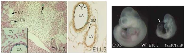 마우스 embryo에서 Tmem100의 발현 및 knockout 표현형