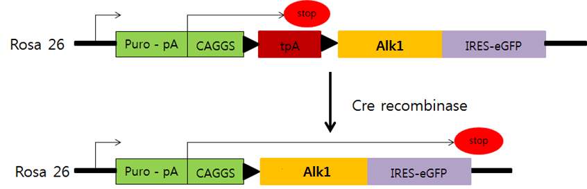 Alk1 발현 cassette의 구조 (Tmem100의 경우도 동일함).