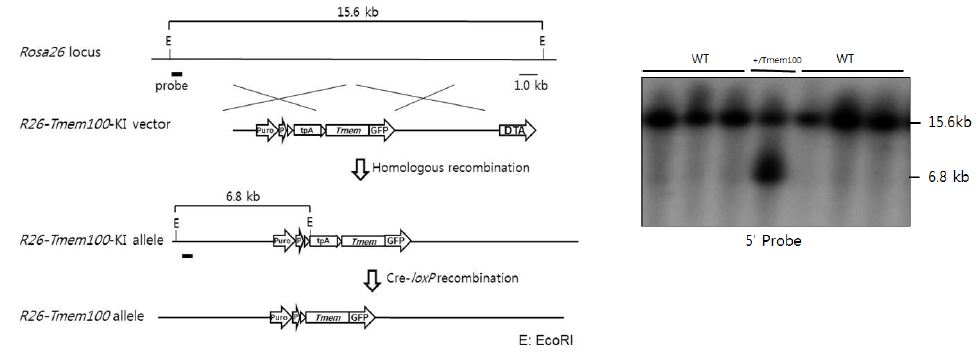 Tmem100 conditional knock-in strategy (Alk1의 경우도 동일함). Homologous recombination에 의해 Tmem100발현 cassette가 Rosa26 locus 에 삽입되면 EcoRI으로 genomic DNA를 자르고 Southern blot을 수행할 경우 wild type allele은 15.6 kb band를 나타내지만 knock-in이 일어난 allele의 경우 6.8 kb band를 나타냄.