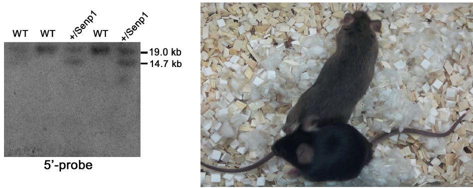 Senp1 conditional knockout mice 개발