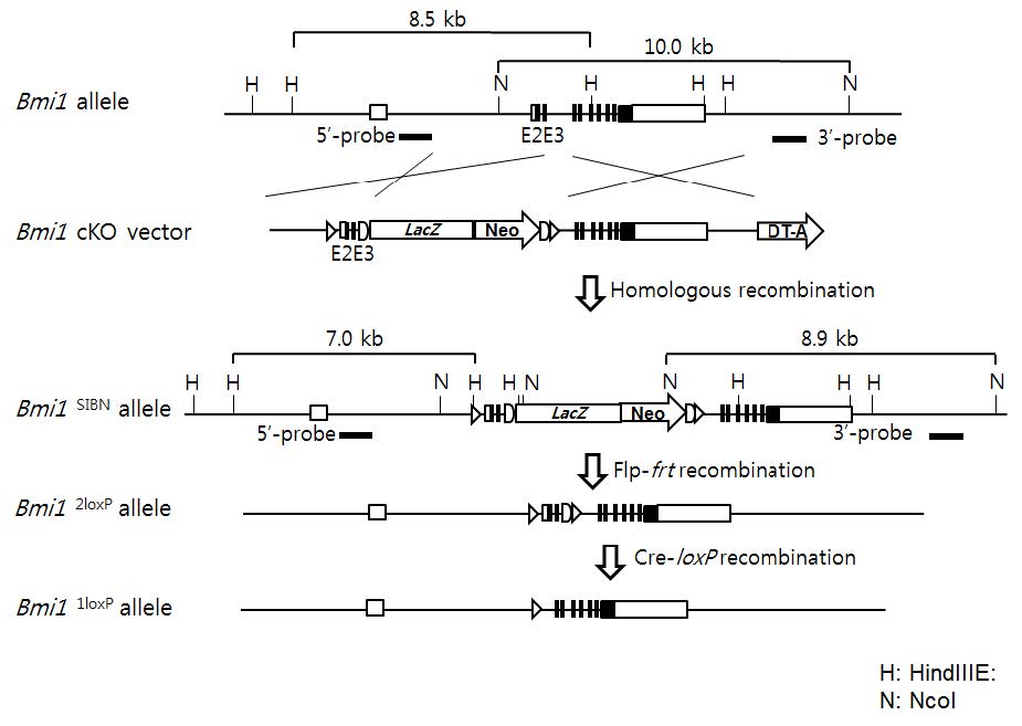 Bmi1 targeting strategy. Targeting vector는 exon 2 및 3 양쪽에 loxP site (삼각형) 가 들어가고, intron 3에 양 끝에 frt site (반월)를 지닌 reporter인 lacZ gene과 positive selection marker인 neomycin-resistant cassette가 삽입되어 있으며, 3‘-말단에 negative selection marker인 디프테리아 톡신 (DT-A) 유전자를 지님. Flp 발현 마우스 및 Cre 발현 마우스와 교배시키면 LacZ-neo cassette와 exon2, 3를 제거할 수 있음.
