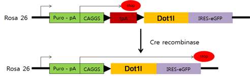 Dot1l 발현 cassette의 구조. Targeted ES cell 선별을 위한 selection marker로 puromycin-resistant cassette (Puro-pA)을 사용. CAGGS promoter에 의한 Dot1l의 발현은 promoter 바로 뒤에 양쪽에 loxP site를 지닌 강력한 전사 중지 염기서열 (tpA)에 의해 억제되다가 조직 특이적으로 발현되는 Cre recombinase에 의해 tpA가 제거된 세포에서만 Dot1l이 발현됨. Dot1l이 발현되는 세 포는 GFP 발현 (IRES-eGFP)을 통해 쉽게 구별할 수 있음
