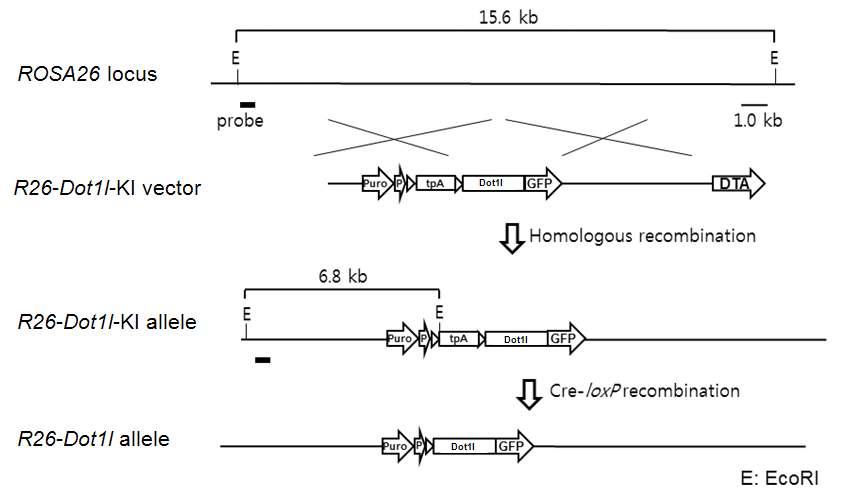 Dot1l conditional knock-in strategy. Homologous recombination에 의해 Dot1l발현 cassette가 ROSA26 locus 에 삽입되면 EcoRI으로 genomic DNA를 자르고 Southern blot을 수행할 경우 wild type allele은 15.6 kb band를 나타내지만 knock-in이 일어난 allele의 경우 6.8 kb band를 나타냄.