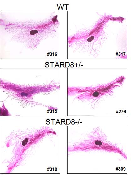 6주차 야생형, 잡종형 그리고 Stard8 Knock out 마우스의 유선조직 확인결과 큰차이 없었음. 이후 Stard8 Knock out 마우스의 MEF을 생명공학 연구소에 보냄