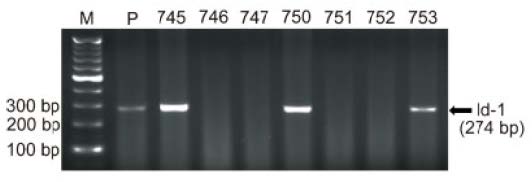 MMTV-Id-1 형질전환 마우스 Genotyping.