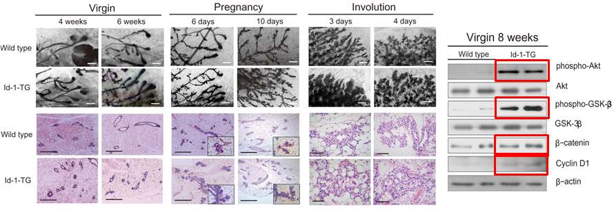 MMTV-Id-1 형질전환 마우스의 유선발달에 있어 형태학적 분석 및 변화된 유전자 발현 확인
