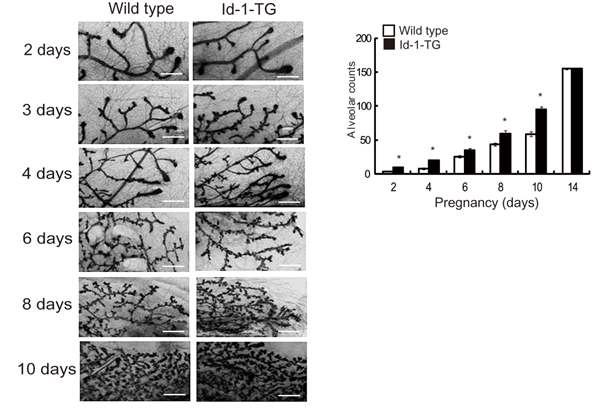 MMTV-Id-1 형질전환 마우스에서 임신 관련 alveologenesis가 증가됨
