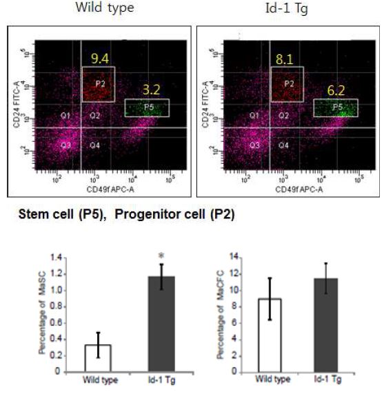 MMTV-Id-1 형질전환 마우스의 Stem cell population 분석.