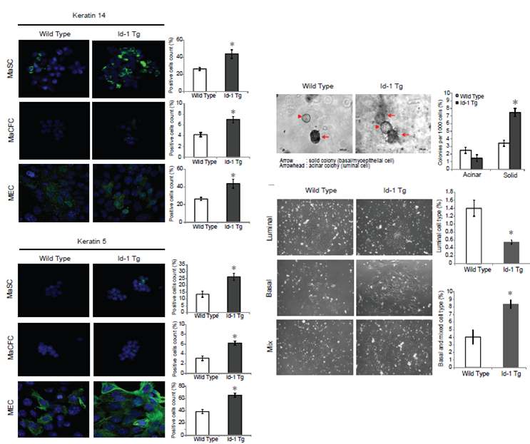 MMTV-Id-1 형질전환 마우스의 MaSC cell type 분석 (II).
