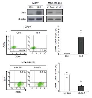 Id-1의 암줄기세포 조절확인을 위한 유방암 세포주에서의 Id-1 stable 세포주 확보 및 FACS 분석을 통한 CSC 형성능 확인. 그 결과 Id-1 과발현에 의해 암줄기 세포 형성능 증가함을 확인하였음.