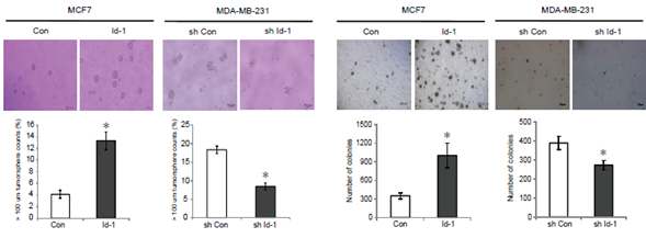 Id-1에 의해 형성된 암줄기세포의 자가재생 활성을 tumorsphere와 anchorage independent growth을 통해 확인한 결과 Id-1 과발현 세포주에서 자가재생 활성이 증가됨을 확인하였음.