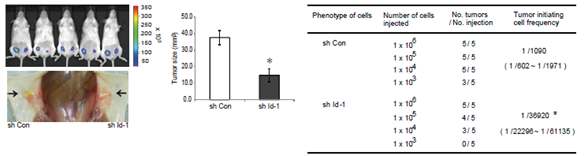 Id-1에 의해 형성된 암줄기세포의 자가재생 활성을 in vivo limiting dilution 분석법을 통해 확인하기 위해 Id-1의 발현을 억제시킨 세포주를 마우스에 이식시 tumor 형성능력이 감소됨을 확인하였음.