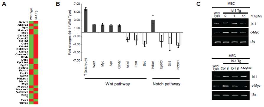 야생형 및 Id-1 형질전환 마우스에서 추출한 MaSC에서 줄기세포 조절자들의 발현을 stem cell PCR array로 확인하여 Wnt 경로 관련 유전자들의 발현이 증가함을 확인하였음. 그 중 특히 Wnt/TCF tatget 유전자인 c-Myc이 증가함을 확인하였고, luminal differentiation에 관여하는 Notch 경로 유전자들은 감소함을 확인하였음.