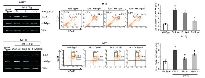 stem cell PCR 분석 결과의 정확성을 위해 b-catenin/TCF inhibitor인 FH535와 c-Myc의 발현을 억제하는 siRNA을 통해 Wnt 경로를 억제시켰을 때 증가되었던 c-Myc의 발현이 감소되는 것을 RNA 발현 및 FACS 분석을 통해 확인하였음.