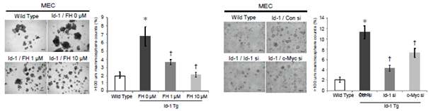 b-catenin/TCF inhibitor인 FH535와 c-Myc의 발현을 억제하는 siRNA을 통해 Wnt 경로를 억제시켰을 때 증가되었던 c-Myc의 발현 감소는 mammosphere 형성 능력을 감소시키므로서 줄기세포의 자가재생 활성을 감소시킴을 확인하였음 (I).