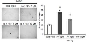 또한 b-catenin/TCF inhibitor인 FH535을 통한 Wnt 경로를 억제는 anchorage independent growth 형성 능력을 감소시키므로서 줄기세포의 자가재생 활성을 감소시킴을 확인하였음 (II).