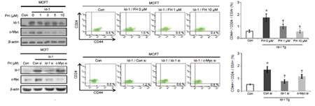 Id-1을 stable 하게 과발현시킨 유방암 세포주에 b-catenin/TCF inhibitor인 FH535와 c-Myc의 발현을 억제하는 siRNA을 통해 Wnt 경로를 억제시켰을 때 증가되었던 c-Myc의 발현이 감소되는 것을 단백질 발현 및 FACS 분석을 통해 확인하였음.