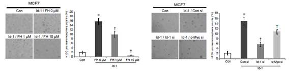 b-catenin/TCF inhibitor인 FH535와 c-Myc의 발현을 억제하는 siRNA을 통해 Wnt 경로를 억제시켰을 때 증가되었던 c-Myc의 발현 감소는 tumorsphere 형성 능력을 감소시키므로서 줄기세포의 자가재생 활성을 감소시킴을 확인하였음 (I).