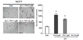 또한 b-catenin/TCF inhibitor인 FH535을 통한 Wnt 경로를 억제는 anchorage independent growth 형성 능력을 감소시키므로서 암줄기세포의 자가재생 활성을 감소시킴을 확인하였음 (II).