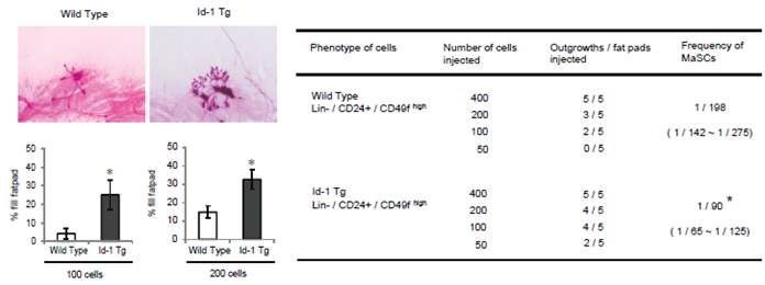야생형과 Id-1 형질전환 마우스에서 MaSC을 추출 후, fatpad에 injection함. Id-1 형질전환 마우스에서 더 적은 수의 MaSC임에도 불구하고 ductal structure을 형성하고 MaSC에 의한 outgrowth 능력이 증가되었음.