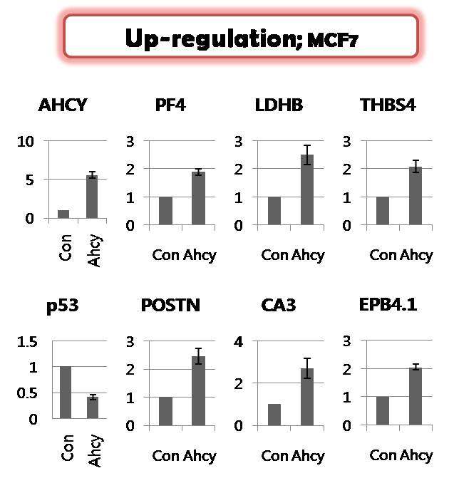 MCF7-ADR 세포주에 Ahcy유전자knock-down 시킨 후 후보유전자의 발현 확인