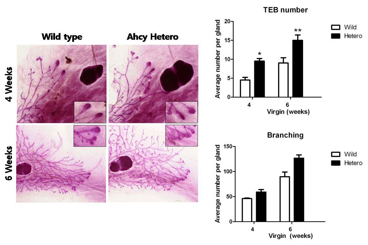 Ahcy hetero와 wild type 마우스 mammary gland 표현형 분석