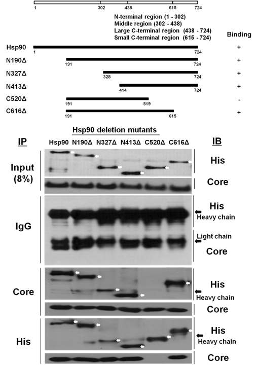 그림 5. HBV core protein이 Hsp90에 binding하는 site를 immunoprecipitation을 통해 확인