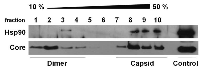 그림 7. Hsp90이 HBV capsid 내로 들어가는 것을 sucrose density gradient analysis를 통해 확인