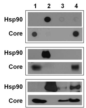 그림 8. Hsp90이 HBV capsid 내로 들어가는 것을 denaturation & non-denaturation condition에서 확인