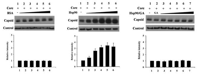 그림 10. Hsp90가 증가함에 따라 capsid 형성 변화를 Native gel electrophoresis로 확인