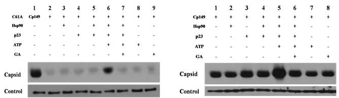 그림 9. Hsp90이 HBV core assebly에 주는 영향을 Native gel electrophoresis로 확인