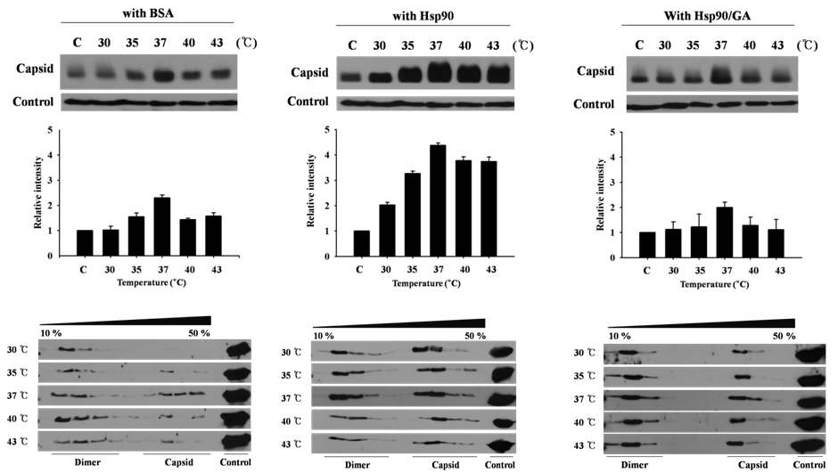 그림 13. BSA, Hsp90, GA 처리한 Hsp90을 넣고 각 온도별 capsid 형성 확인