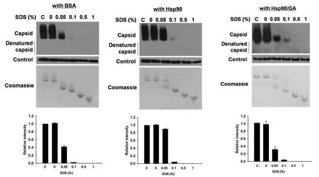 그림 16. BSA, Hsp90, GA 처리한 Hsp90을 넣고 각 SDS 농도별로 capsid 형성 확인