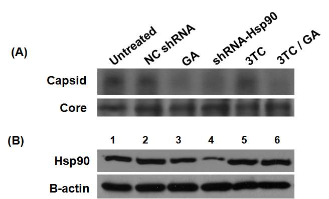 그림 18. HepG2.2.15 cells에서 Hsp90 inhibitor(GA, shRNA-Hsp90) 및 3TC 처리에 따른 intracellular capsid level 비교