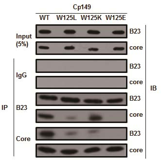 그림 21. HBV core protein 이 B23에 binding 하는 site를 immunoprecipitation을 통해 확인