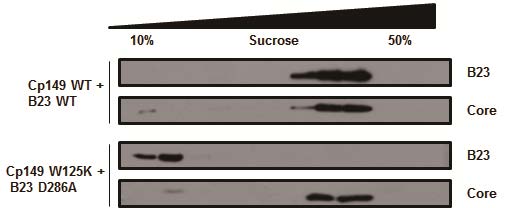 그림 23. Cp149-WT과 B23-WT의 interaction과 Cp149 W125K와 B23 D286A의 interaction을 sucrose density gradient를 통해 확인