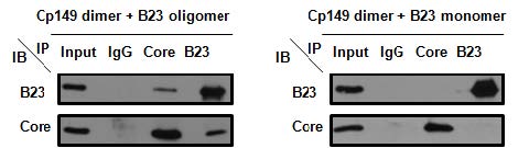 그림 31. HBV core protein과 (left) B23 oligomer와의 interaction과 (right) B23 monomer와의 interaction을 immunoprecipitation을 통해 확인