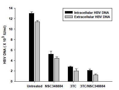 그림 34. HepG2.2.15 cells에 B23 inhibition에 따른 intracellular와 extracellular HBV level의 차이를 비교