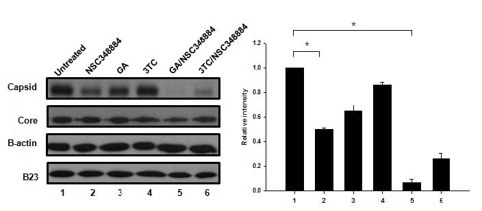 그림 36. HepG2.2.15 cells에서 B23 inhibitor 및 3TC 처리에 따른 intracellular capsid level 비교