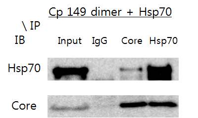 그림 38. Hsp70과 HBV core protein의 interaction을 purified proteins을 사용하여 immunoprecipitation을 통해 확인