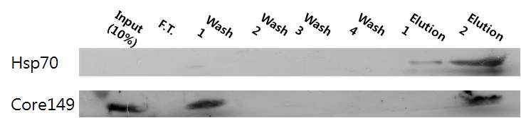 그림 39 . Hsp70과 HBV core protein의 interaction을 binding assay을 통해 확인