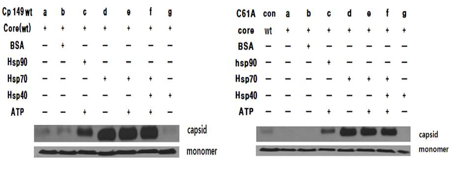 그림 43. (left panel) Cp149 S87G에서와 (right panel) Cp149 S26A에서 hsp70, hsp90에 의해서 assembly가 증가함을 확인함.