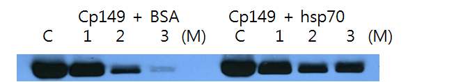 그림 47. BSA, Hsp70을 넣고 각 urea 농도별로 capsid 형성 확인