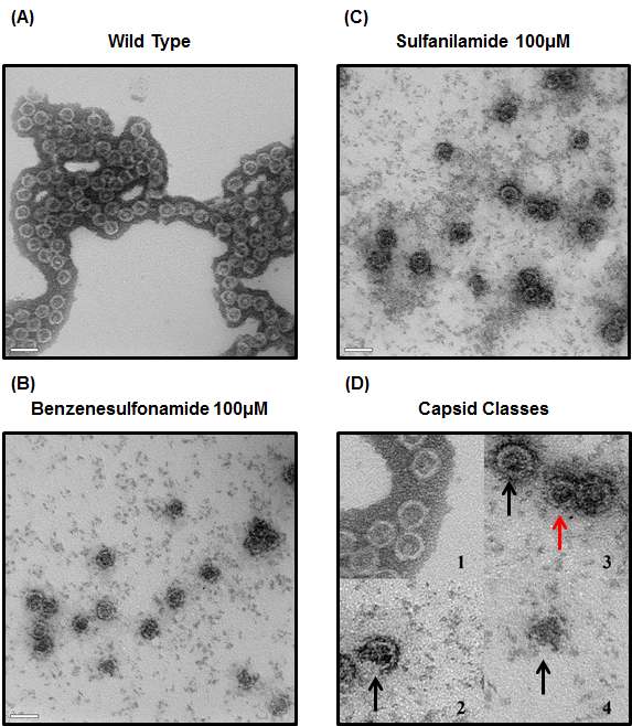 그림 60. HBV capsids. Stained with uranyl acetate. EFTEM. X80,000